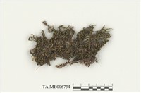 藏品(日本簑苔)的圖片